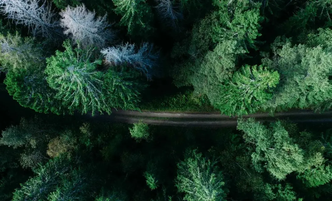 Ormandan geçen yol — sürdürülebilirlik teması